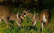 White tail deer