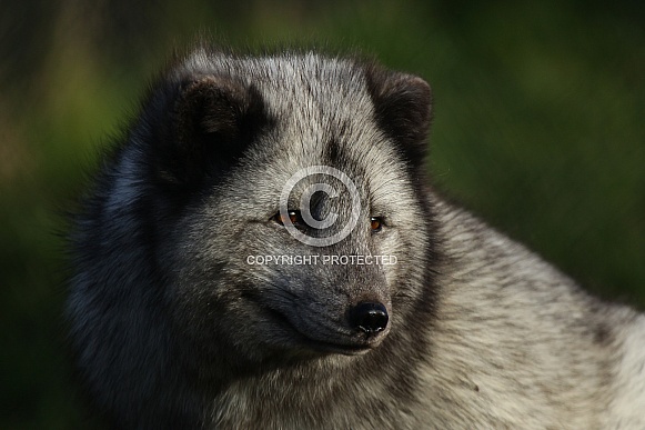 Arctic Fox Arctic Fox