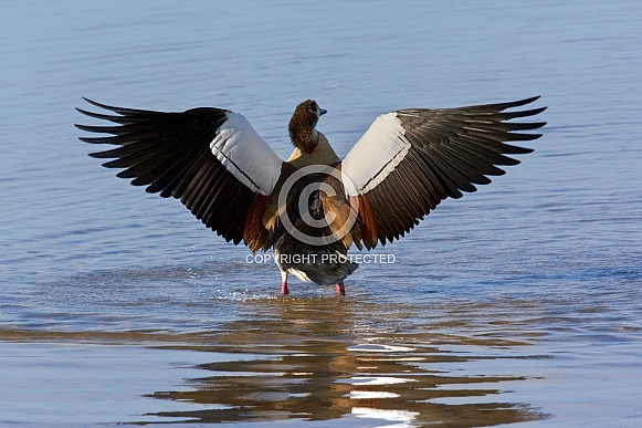Egyptian Goose - Chobe River - Botswana Egyptian Goose - Chobe River - Botswana