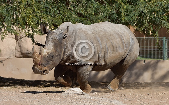 Indian White Rhino Running at Al Ain Zoo. UAE.