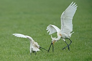 The Eurasian spoonbill