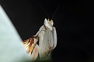 Orchid Mantis