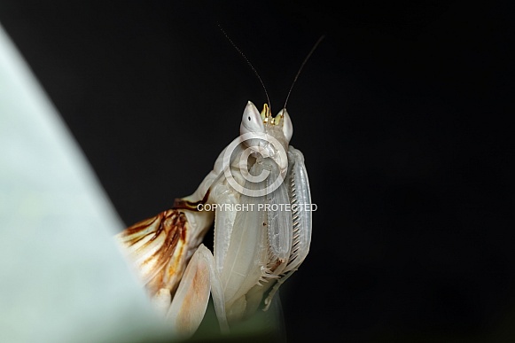 Orchid Mantis