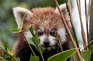 Red Panda Cub Wet Fur