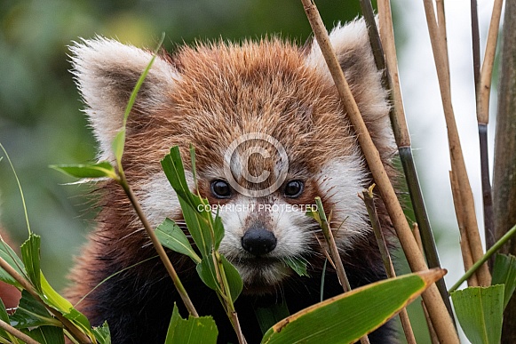 Red Panda Cub Wet Fur