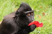 Crested Macaque (Macaca Nigra)