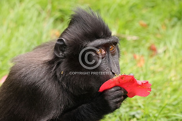 Crested Macaque (Macaca Nigra) Crested Macaque (Macaca Nigra)