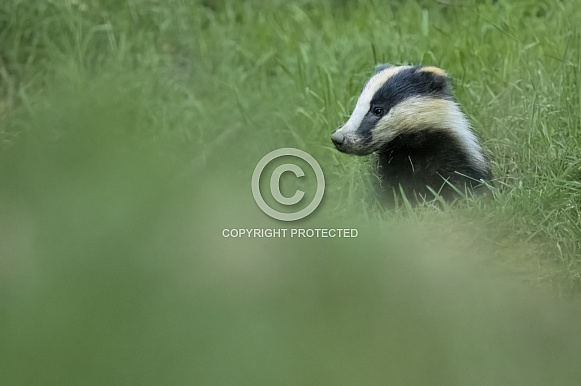 Badger