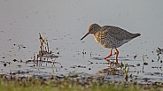 The spotted redshank (Tringa erythropus)