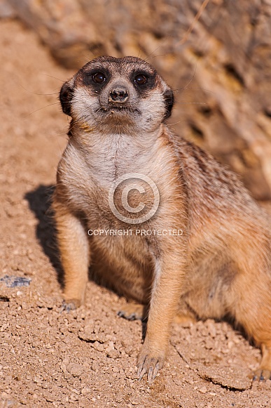 Meerkat