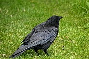 Crow