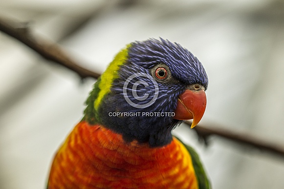 Rainbow lorikeet Rainbow lorikeet