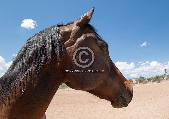 Profile of a chestnut brown horse