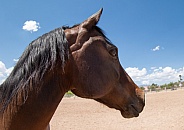 Profile of a chestnut brown horse