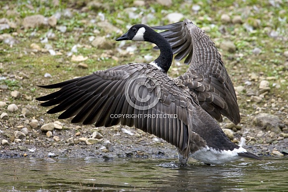 Canada Goose (Branta canadensis)