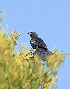 Red-winged blackbird