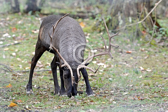 Caribou (Reindeer) Caribou (Reindeer)