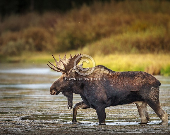 Bull Moose crossing river in Idaho
