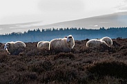 Sheep in Limburg, Netherlands