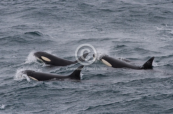 Orca, killer whale (wild)