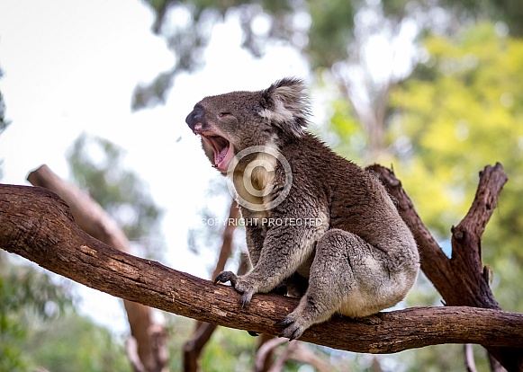 Koala