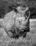 Southern White Rhinoceros