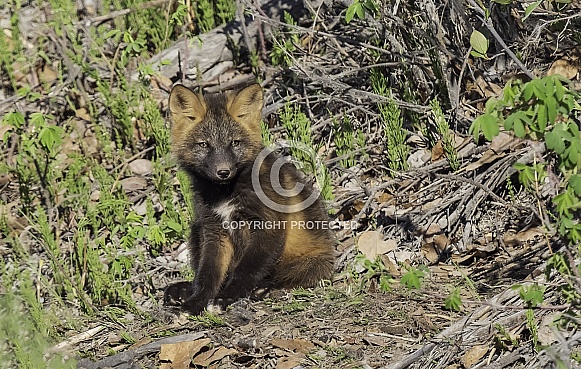 A Red Cross Fox Kit in Alaska A Red Cross Fox Kit in Alaska