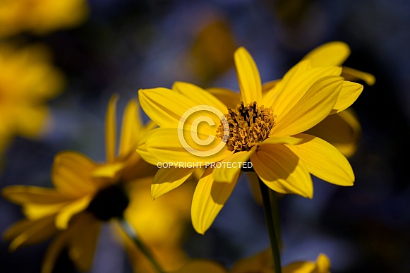 Wild Sunflower