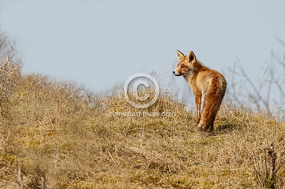 Red fox in Nature