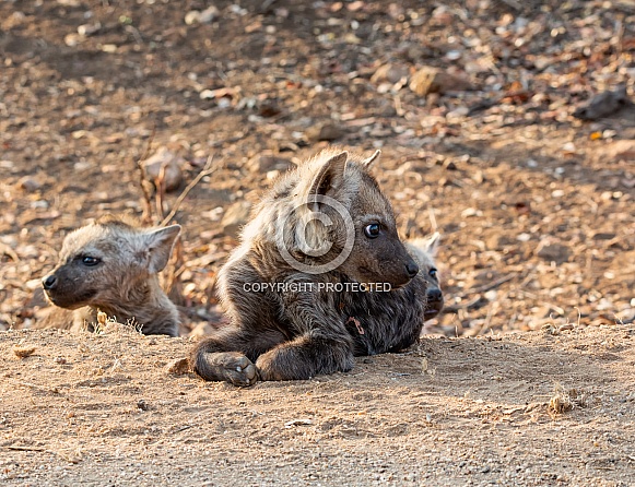 Spotted Hyena Pup