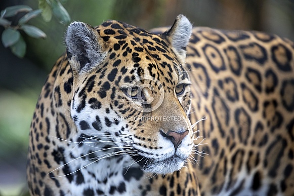 Jaguar (Panthera Onca) Jaguar (Panthera Onca)