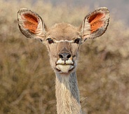 Female Kudu head portrait