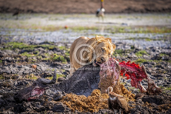 Lion feasting on buffalo carcass Lion feasting on buffalo carcass