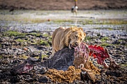 Lion feasting on buffalo carcass
