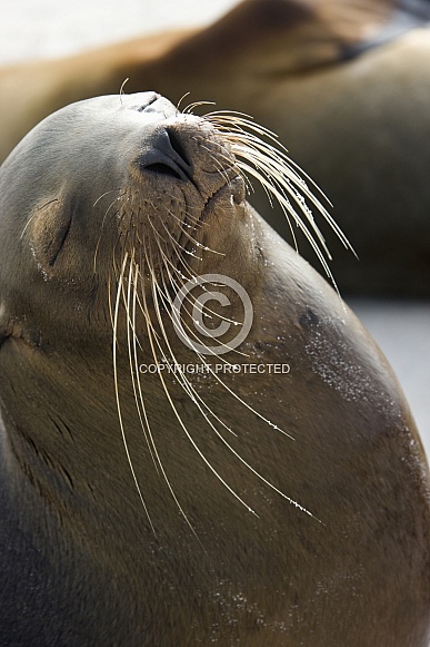 Galapagos Sea lion (Zalophus californianus wollebacki)