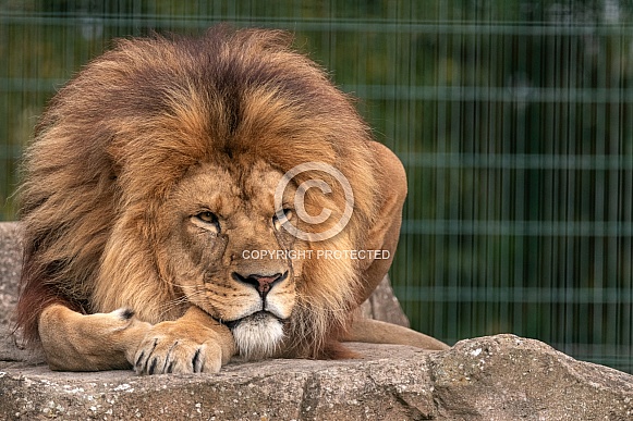 African Lion Lying Down Full Body African Lion Lying Down Full Body
