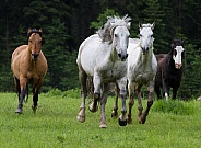A Group of Horses Running