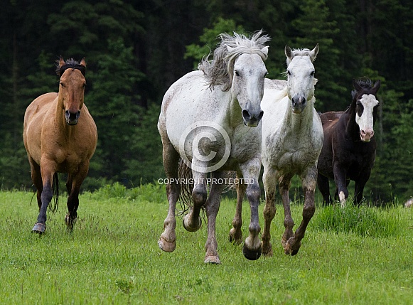 A Group of Horses Running