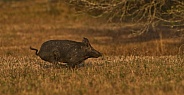 large wild hog, pig, swine (sus scrofa)