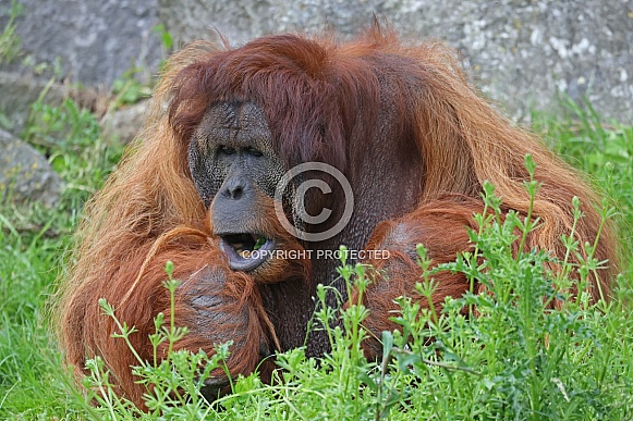 Orangutan