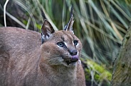 Caracal