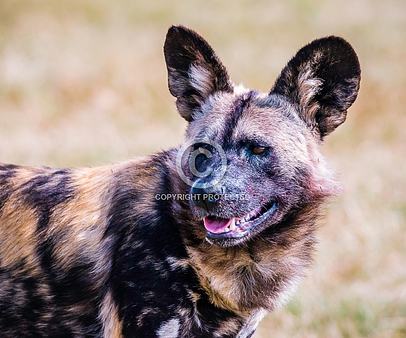 African Wild Dog