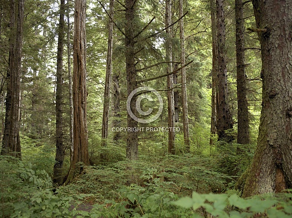 Coniferous forest - Alaska Coniferous forest - Alaska