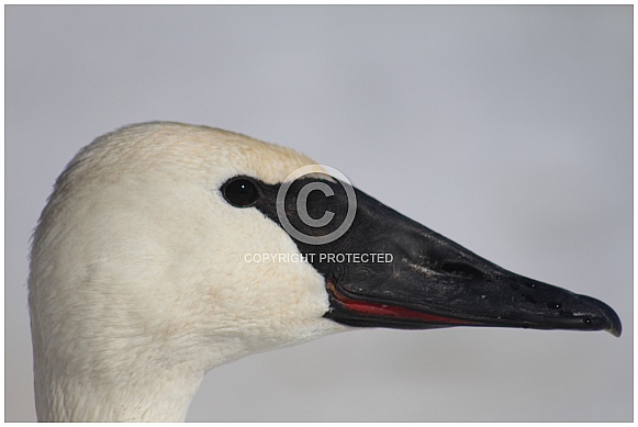 Trumpeter Swan Trumpeter Swan