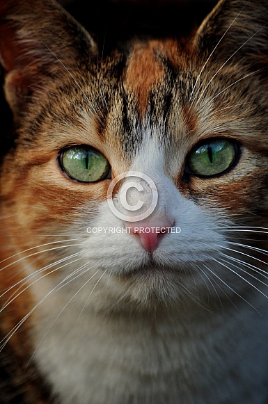 Calico Cat