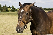 Horse in the sun wearing bridle