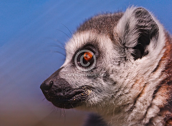 Lemur