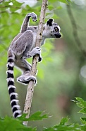Ring-Tailed Lemur (Lemur Catta)