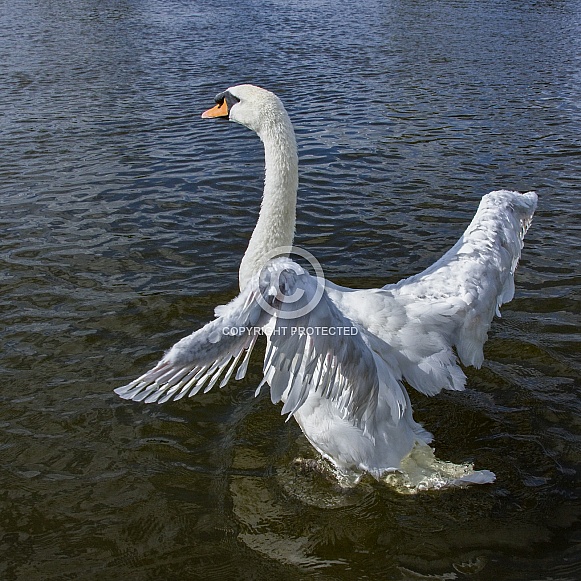 Mute Swan (Cygnus olor)