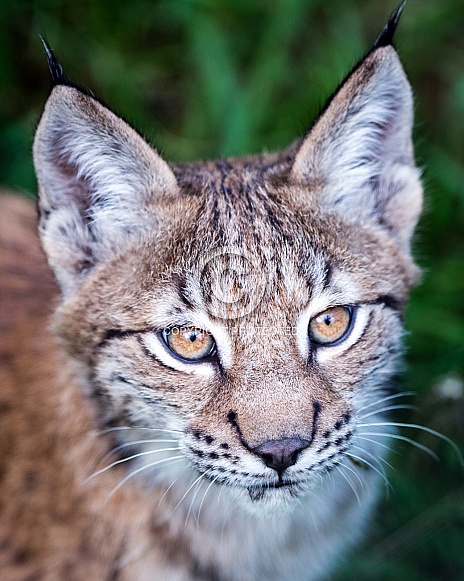 lynx cub lynx cub